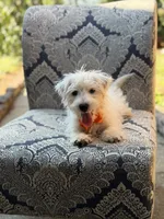 Polar, a male Scottish Terrier and West Highland White Terrier for sale in Paducah, KY – 8 of 9