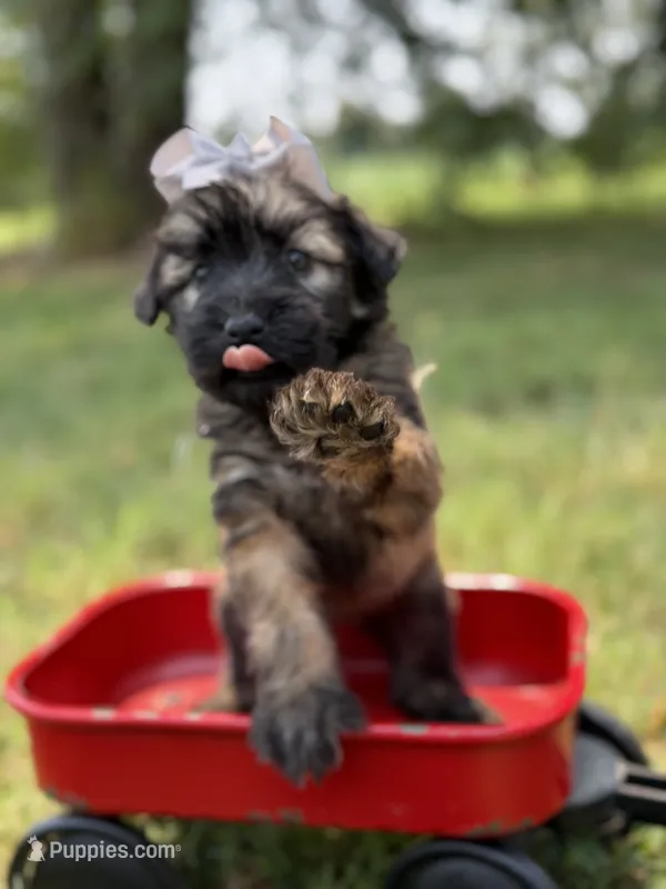 AKC Silver – Soft Coated Wheaten Terrier puppy for sale in Paducah, KY