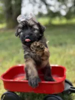 AKC Silver, a female Soft Coated Wheaten Terrier for sale in Paducah, KY – 1 of 7
