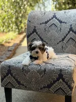 Mason, a male Yorkshire Terrier and Biewer for sale in Paducah, KY – 8 of 10