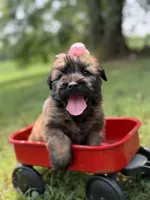 AKC Sophie, a female Soft Coated Wheaten Terrier for sale in Paducah, KY – 7 of 10