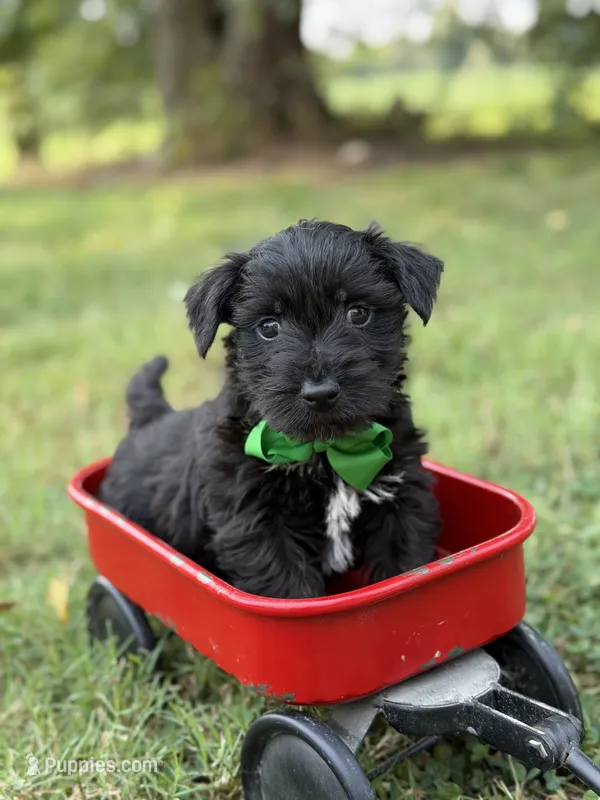 Green – Scottish Terrier, West Highland White Terrier puppy for sale in Paducah, KY