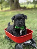Green, a male Scottish Terrier and West Highland White Terrier for sale in Paducah, KY – 1 of 7