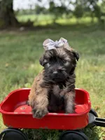 AKC Silver, a female Soft Coated Wheaten Terrier for sale in Paducah, KY – 3 of 7