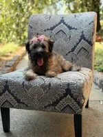 AKC Sophie, a female Soft Coated Wheaten Terrier for sale in Paducah, KY – 5 of 10
