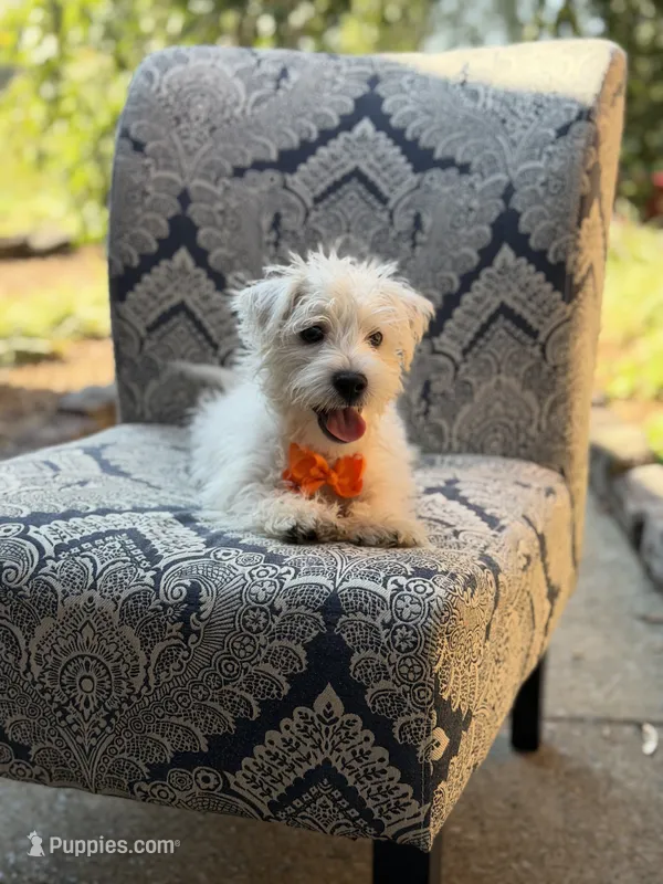 Polar – Scottish Terrier, West Highland White Terrier puppy for sale in Paducah, KY