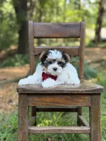 Mason, a male Yorkshire Terrier and Biewer for sale in Paducah, KY – 8 of 10