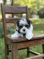 Maxwell, a male Yorkshire Terrier and Biewer for sale in Paducah, KY – 3 of 10