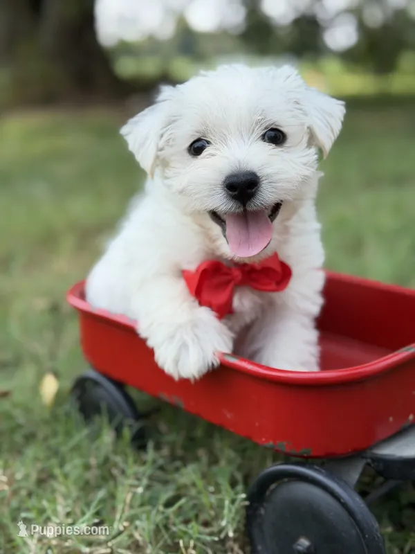 Red – Scottish Terrier, West Highland White Terrier puppy for sale in Paducah, KY