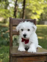 Ringo, a male Scottish Terrier and West Highland White Terrier for sale in Paducah, KY – 2 of 7