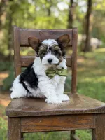 Maddox, a male Yorkshire Terrier and Biewer for sale in Paducah, KY – 7 of 8