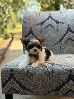 Maddox, a male Yorkshire Terrier and Biewer for sale in Paducah, KY – 3 of 10