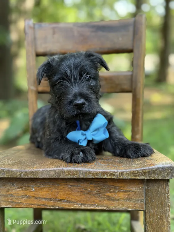 Blue – Scottish Terrier, West Highland White Terrier puppy for sale in Paducah, KY