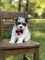 Mason, a male Yorkshire Terrier and Biewer for sale in Paducah, KY – 6 of 10