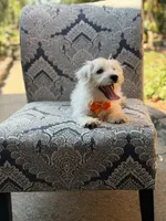 Polar, a male Scottish Terrier and West Highland White Terrier for sale in Paducah, KY – 7 of 9