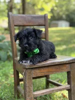 Riley, a male Scottish Terrier and West Highland White Terrier for sale in Paducah, KY – 7 of 8