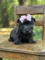Pink, a female Scottish Terrier and West Highland White Terrier for sale in Paducah, KY – 6 of 10