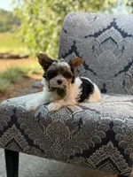 Maddox, a male Yorkshire Terrier and Biewer for sale in Paducah, KY – 6 of 10