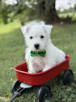 AKC Green , a male West Highland White Terrier for sale in Paducah, KY – 5 of 9