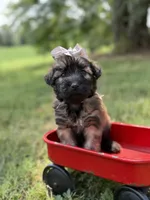 AKC Silver, a female Soft Coated Wheaten Terrier for sale in Paducah, KY – 4 of 7
