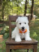 Polar, a male Scottish Terrier and West Highland White Terrier for sale in Paducah, KY – 10 of 10