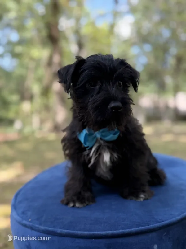 Riley – Scottish Terrier, West Highland White Terrier puppy for sale in Paducah, KY