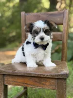 Maxwell, a male Yorkshire Terrier and Biewer for sale in Paducah, KY – 10 of 10