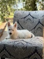 Ringo, a male Scottish Terrier and West Highland White Terrier for sale in Paducah, KY – 2 of 5