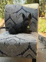 Cabo, a male Scottish Terrier and West Highland White Terrier for sale in Paducah, KY – 5 of 10
