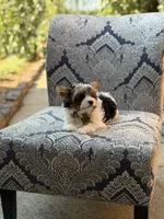 Maddox, a male Yorkshire Terrier and Biewer for sale in Paducah, KY – 8 of 10