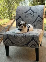 Mason, a male Yorkshire Terrier and Biewer for sale in Paducah, KY – 5 of 10