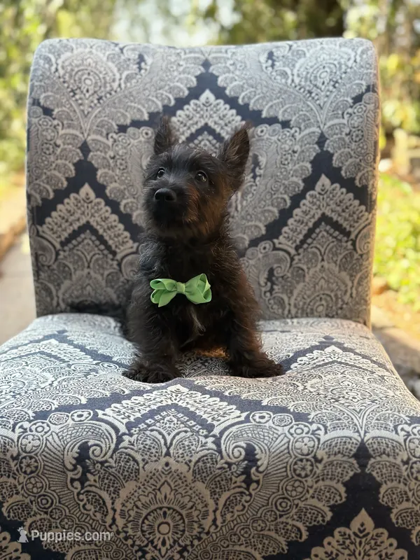 Cabo – Scottish Terrier, West Highland White Terrier puppy for sale in Paducah, KY