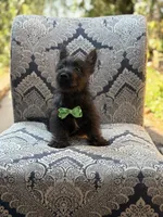 Cabo, a male Scottish Terrier and West Highland White Terrier for sale in Paducah, KY – 1 of 10