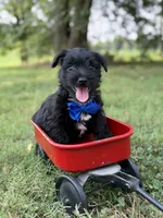 Blue , a male Scottish Terrier and West Highland White Terrier for sale in Paducah, KY – 5 of 7