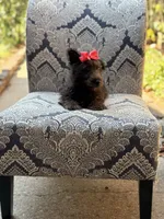 Cora, a female Scottish Terrier and West Highland White Terrier for sale in Paducah, KY – 5 of 10
