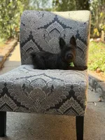 Cabo, a male Scottish Terrier and West Highland White Terrier for sale in Paducah, KY – 9 of 10
