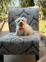 Polar, a male Scottish Terrier and West Highland White Terrier for sale in Paducah, KY – 4 of 9