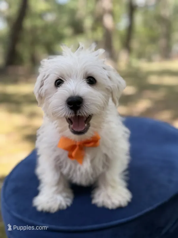 Polar – Scottish Terrier, West Highland White Terrier puppy for sale in Paducah, KY