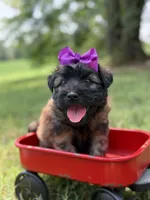 AKC Purple , a female Soft Coated Wheaten Terrier for sale in Paducah, KY – 4 of 8