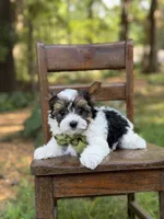 Maddox, a male Yorkshire Terrier and Biewer for sale in Paducah, KY – 8 of 8