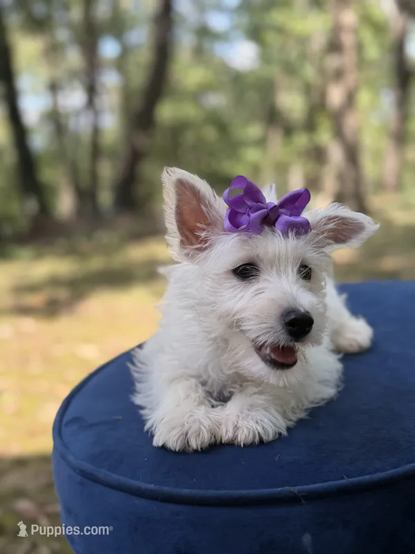 Regina  – Scottish Terrier, West Highland White Terrier puppy for sale in Paducah, KY