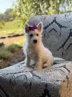 Regina , a female Scottish Terrier and West Highland White Terrier for sale in Paducah, KY – 5 of 10