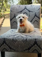 Polar, a male Scottish Terrier and West Highland White Terrier for sale in Paducah, KY – 6 of 9