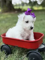 Purple, a female Scottish Terrier and West Highland White Terrier for sale in Paducah, KY – 3 of 10