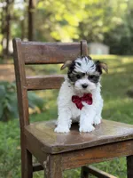Mason, a male Yorkshire Terrier and Biewer for sale in Paducah, KY – 5 of 10
