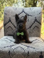 Cabo, a male Scottish Terrier and West Highland White Terrier for sale in Paducah, KY – 8 of 10