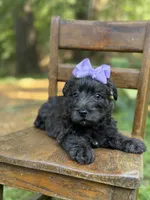Purple, a female Scottish Terrier and West Highland White Terrier for sale in Paducah, KY – 7 of 10