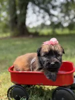 AKC Sophie, a female Soft Coated Wheaten Terrier for sale in Paducah, KY – 3 of 10