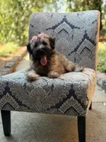 AKC Sophie, a female Soft Coated Wheaten Terrier for sale in Paducah, KY – 7 of 10