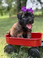 AKC Purple , a female Soft Coated Wheaten Terrier for sale in Paducah, KY – 2 of 8